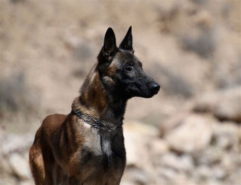 Belgian malinois have a short, dense double coat. Tuky | Belgian Malinois Personal Protection Dogs For Sale | Ruidoso Malinois