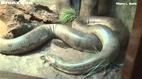 Bronx Zoo Anaconda Ready To Shed Skin Youtube
