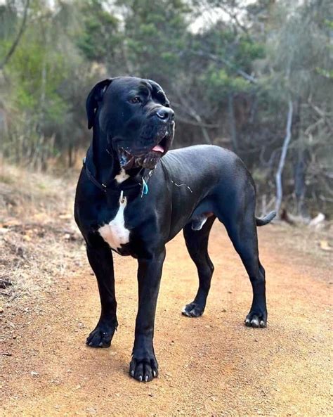 11 Cane Corso Colors And Markings With Pictures