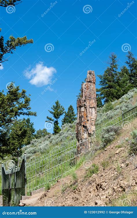 Petrified Tree In Yellowstone National Park Stock Photo Image Of