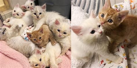 Kitten Comes Along With Her Six Siblings Stands Out As Only Orange