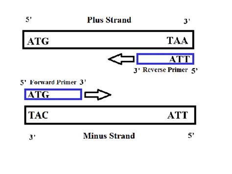 forward and reverse primers are complementary to different dna strands these dna strands are