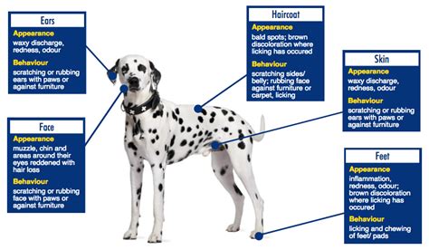 Plus, your dog may have a more serious condition that could cause blindness if left untreated. Dog Allergies? Treating Itchy Skin Allergies in Dogs