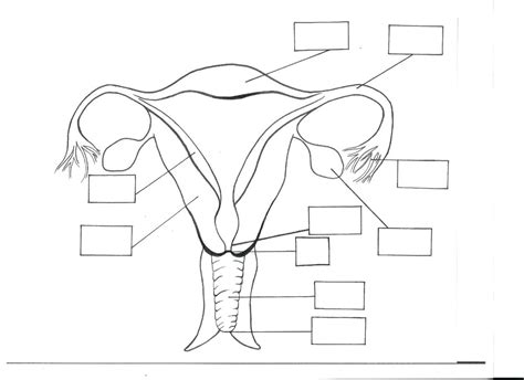 24 Human Reproduction Female Reproductive System Diagram Quizlet