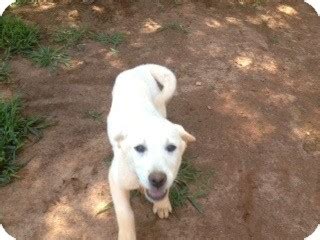 Labrador retrievers as their counterparts are one of the most featured breeds in movies and have caught the fancies of many celebrities around the labrador retrievers are happy go lucky dogs right from their being a puppy till they attain adulthood. hartford, CT - Labrador Retriever. Meet Lab puppies a Pet ...