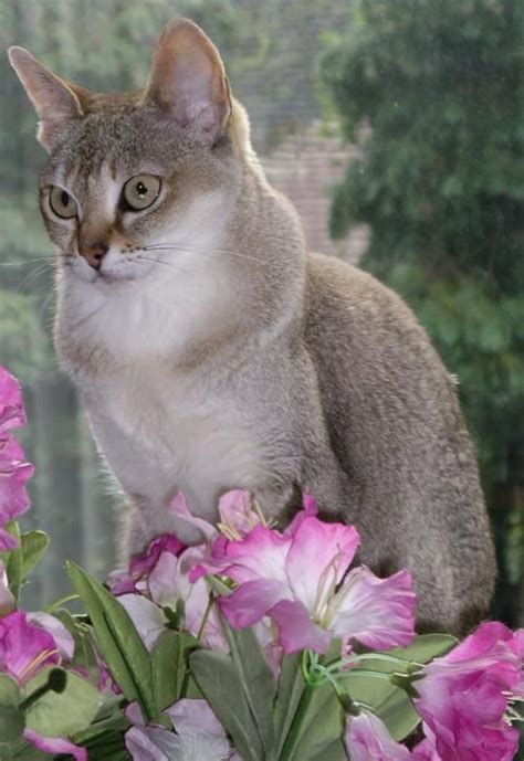 This gene is dominate and can not be carried recessively. Singapura | Color Genetics A Singapura, all Singapura are ...