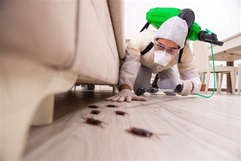 Choosing The Best Pest Control Company By Jt Solution Jul 2023