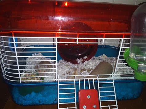 Winter White Russian Dwarf Hamster Rodents For Sale Hanahan Sc 328844