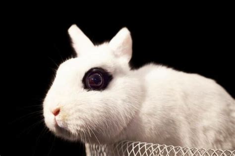 Dwarf Hotot Rabbit Breed Info Pictures Traits And Facts Pet Keen
