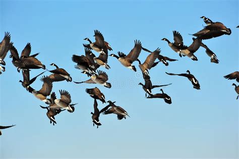 Flock Of Flying Geese Stock Photo Image Of Waterfowl 13556156