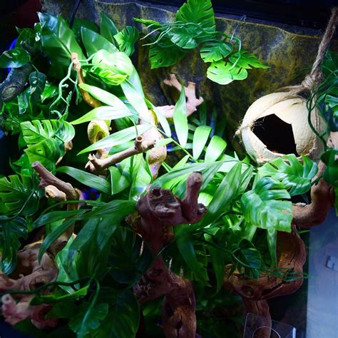 How To Build The Perfect Crested Gecko Terrarium Craftsmumship
