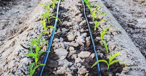 I don't give a flying fucc about the word drip ! Everything You Ever Wanted to Know About Drip Irrigation