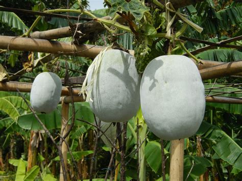Winter melon Facts, Health Benefits and Nutritional Value