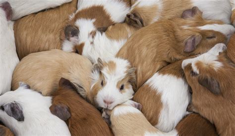 How Much Do Guinea Pigs Cost Farmhouse Guide