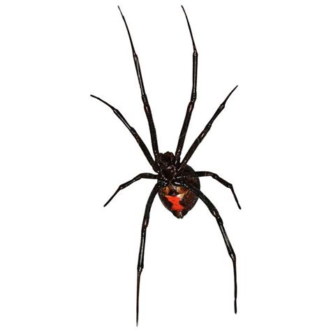 4 Black Widow Spiders Decal Set See Each Example Image To See All Th