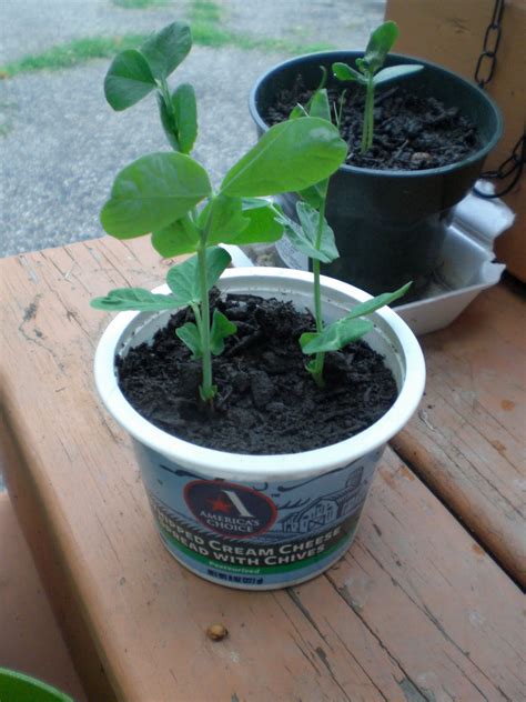 May 11, 2009 · toss the sliced broccoli with the almonds, cranberries and red onion in a large bowl. gardening in the boroughs of nyc: August 2010