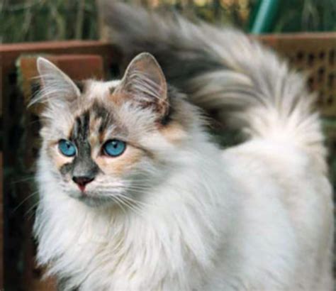 31 Best Pictures Blue Siberian Cats Pin On Ragdoll Cats