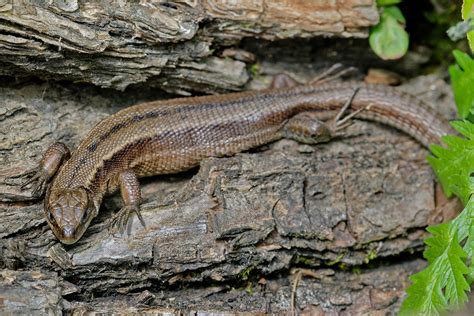 Viviparous lizard, also known as common lizard, is a reptile that belongs to the group of lacertid lizards. Живородящая ящерица, Zootoka vivipara, Viviparous Lizard ...