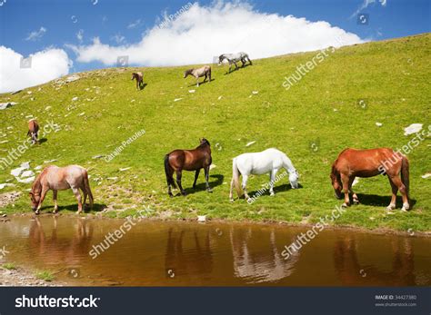 Horses Drinking Water From A Pond In The Mountains Stock Photo 34427380