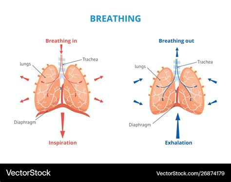 Respiratory System Human Breathing Airway Vector Image