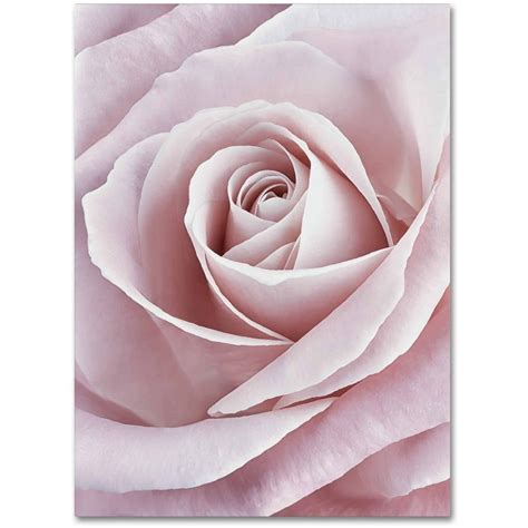 Trademark Fine Art Pink Rose Canvas Art By Cora Niele
