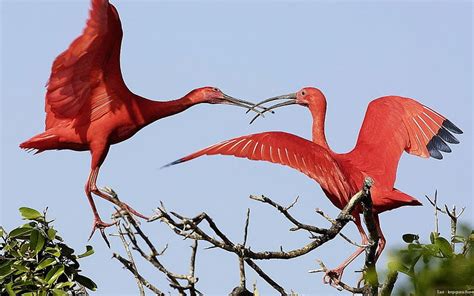Scarlet Ibis Red Scarlet Birds Wildlife Animals Ground Birds Hd