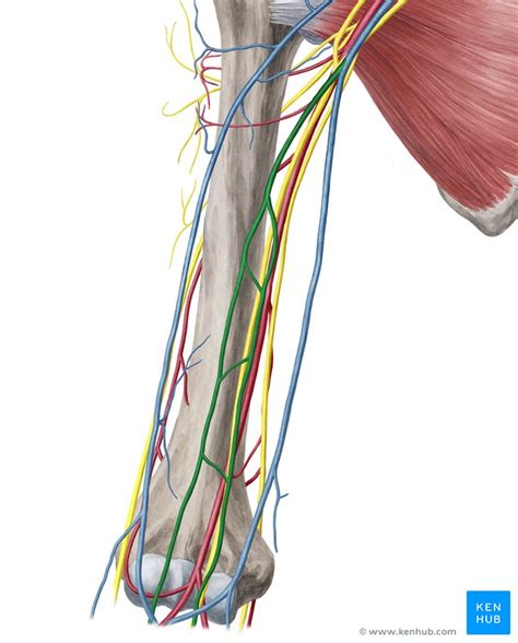 Veins Of The Upper Limb Anatomy Kenhub