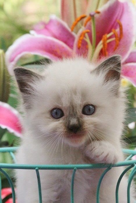 We have 2 white females, 1 gorgeous mitted blue point female USA RAGDOLLS - Doll Face Ragdoll Kittens For Sale - Texas