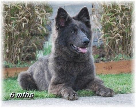 24 Best Blue German Shepherds Images On Pinterest German Shepherd