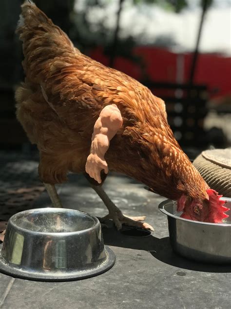 Tiny 3d Printed Baby Arms For Chickens That Bring The Birds With Arms