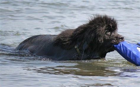 10 Things You Might Not Know About Newfoundlands American Kennel Club