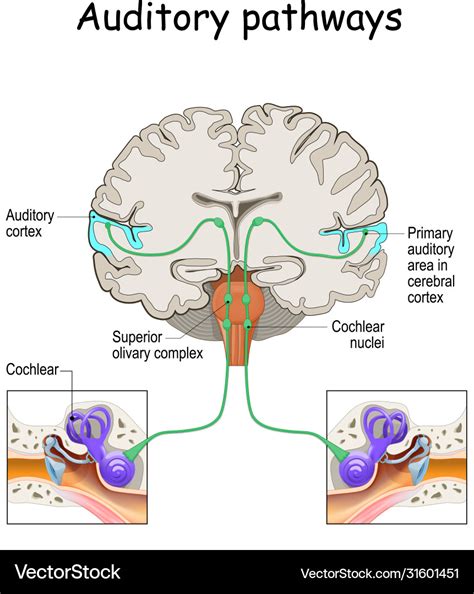 Auditory Pathways From Cochlea In Ear To Cortex Vector Image