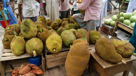 Jackfruit Tree In Bangladesh Village Youtube