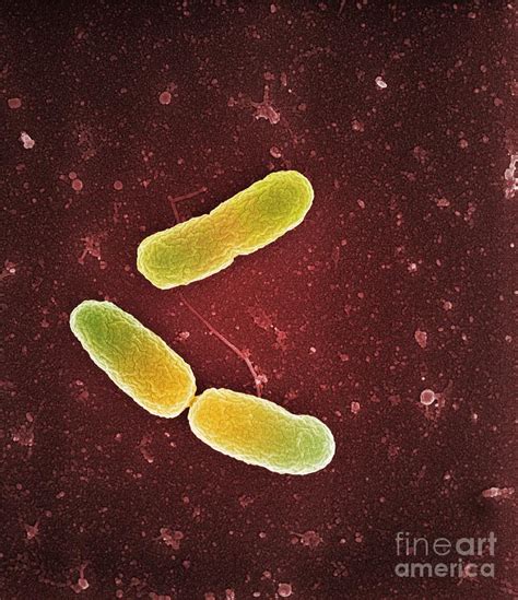 Pseudomonas Aeruginosa Bacteria Sem Photograph By Science Photo
