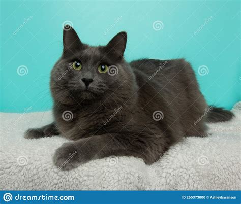Grey Fluffy Cat With Green Eyes Lying Down Looking Up Stock Photo