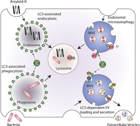 Emerging Roles For The Autophagy Machinery In Extracellular Vesicle