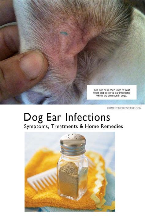 13 Home Remedies For Dog Ear Infection Symptoms And Causes Dogs