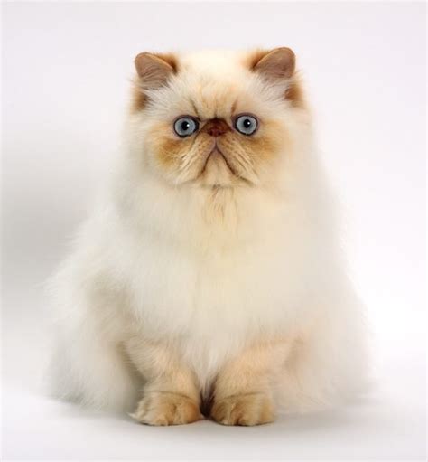 Whos That Cat Lets Hear It For The Himalayan Catster