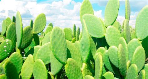 Conozca El Cactus Generador De Energía Fundación Compartir