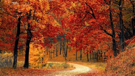 Por esta razón las hojas de los árboles cambian de color en otoño El