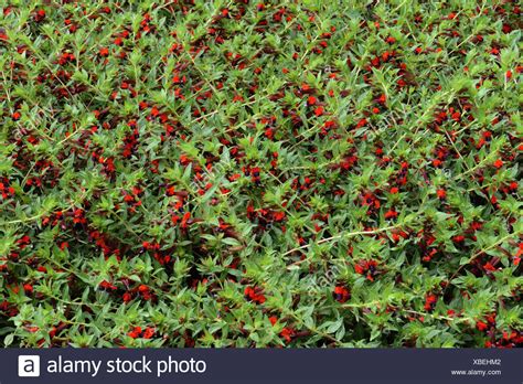 Will try and get a head shot to see the bat face a larger flowering form of the common batface cuphea which produces. Cuphea Stockfotos & Cuphea Bilder - Alamy