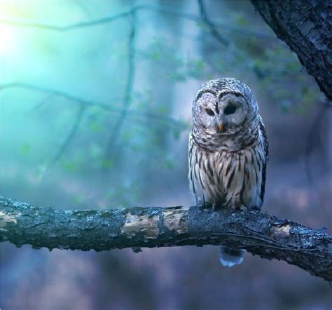 23 Beauty Owl Photography 99inspiration