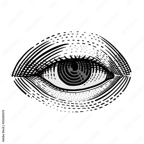 Engraving Single Eye Vector Illustration Isolated On White Vision