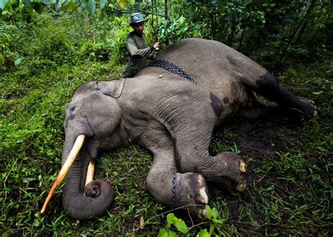 Elephant, Most endangered animals, Endangered animals