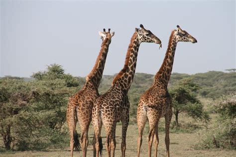 Fossil Evidence Suggests Giraffes Grew Their Necks For Sex Scimex