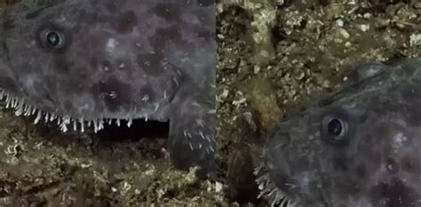 Viral Video Alien Looking Creature Sea Devil Caught On Camera