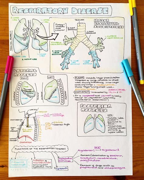 Respiratory Anatomy Notes For This Weeks Tbt To First Year 📚📖