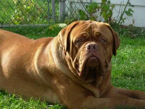 dogue de bordeux french mastiff  sale adoption  windsor ontario  adpostcom classifieds