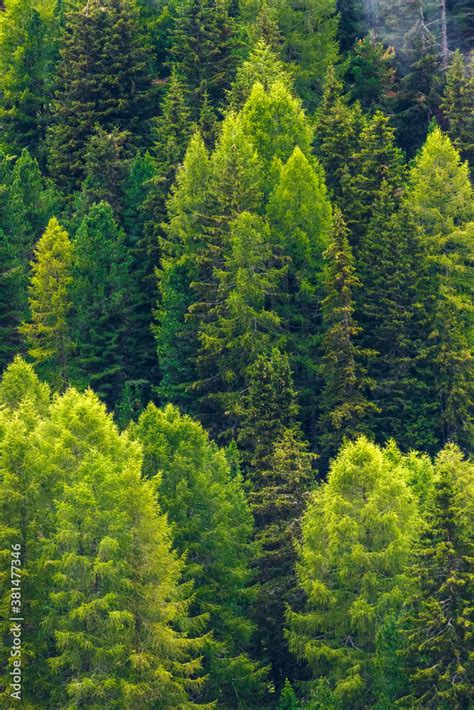 Green Pine Forest Background Dense Forest Of Wild Pine Trees Form A Beautiful Green Natural