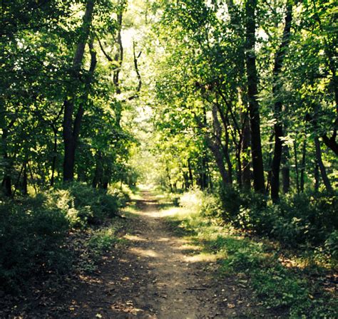 A Dirt Path In The Forest Country Roads Scenes Forest